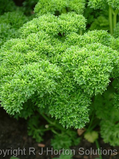 Parsley greencurled